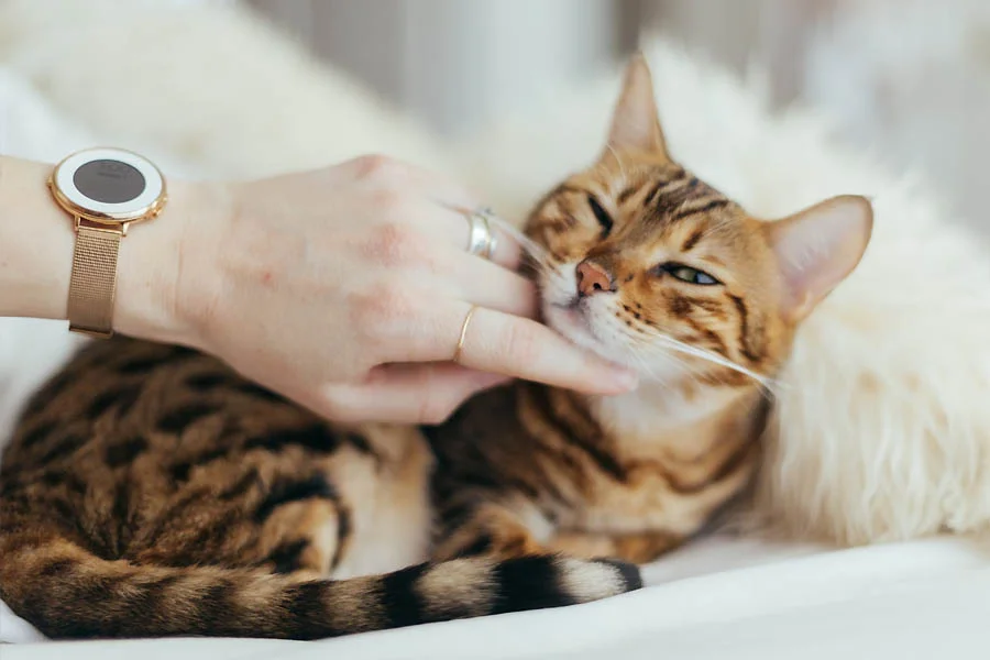 Pet Massage and Grooming Glove