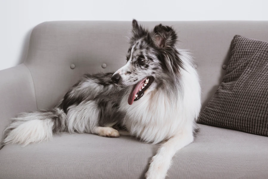 Dog Grooming Glove Brush